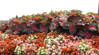 Color Burst Landscapes Flowers Photo