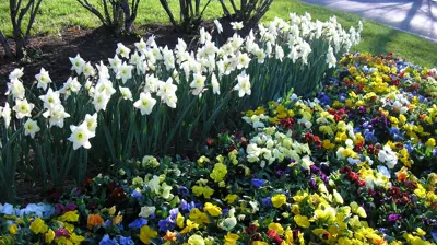 Color Burst Landscapes Flowers Photo