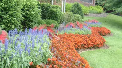 Color Burst Landscapes Flowers Photo