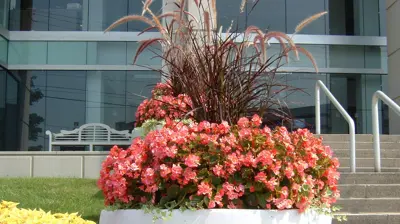 Color Burst Landscapes Potted Flowers Photo
